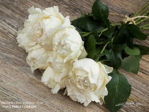 ROSE YVES PIAGET CREAM 50